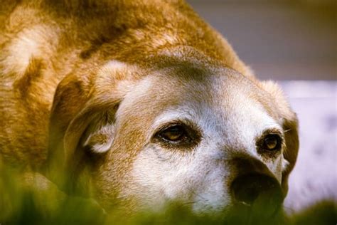 Come Aiutare Un Cane Anziano Amico Peloso