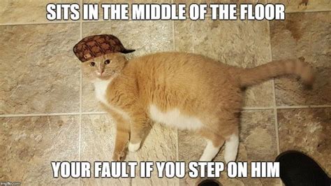 33 Funny Cat Memes That Never Fail To Make Us LOL Funny Cat Memes