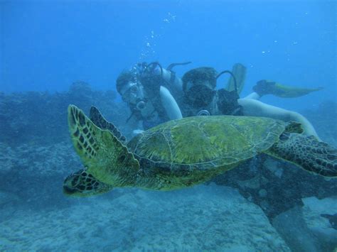 Honolulu Snorkeling tours Oahu Hawaii | Best snorkeling, Oahu hawaii ...