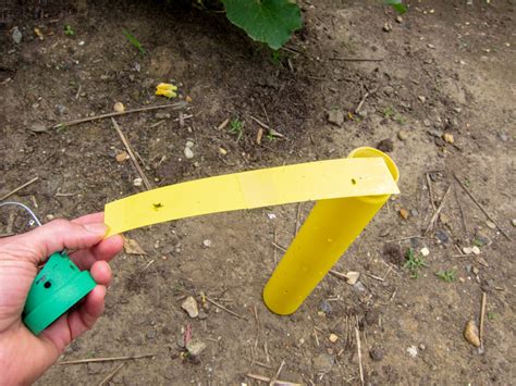 Cucumber beetle trap » Colin Purrington's blog