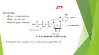 Hydrolysis of ATP | PPT