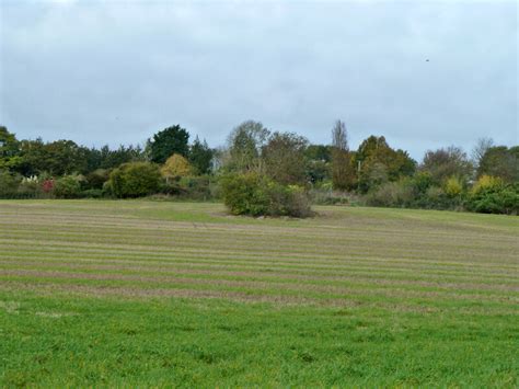 Clump In Field East Of Laverstoke Lane Robin Webster Cc By Sa 2 0