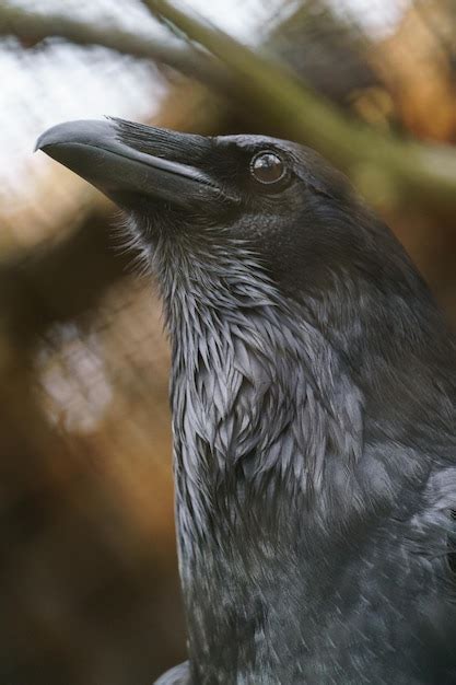 Premium Photo | Common Raven