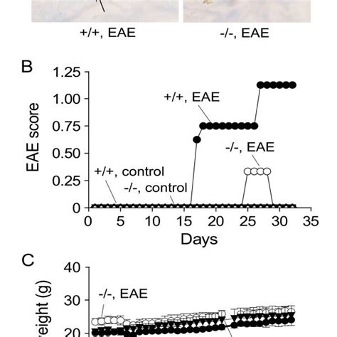 Clinical Assessment Of Mice Following Eae Induction By Mog Peptide A