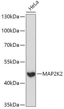 High Affinity And Specificity Ko Validated Map K Polyclonal Antibody