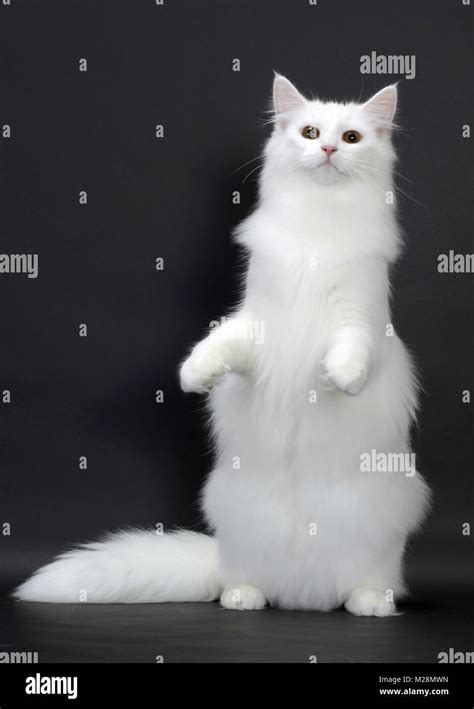 White Norwegian Forest Cat Stock Photo - Alamy