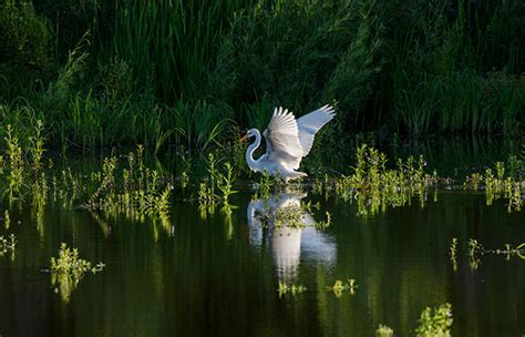 Local Hero: How One Photographer Protects Endangered Species Through Photography | Shutterbug