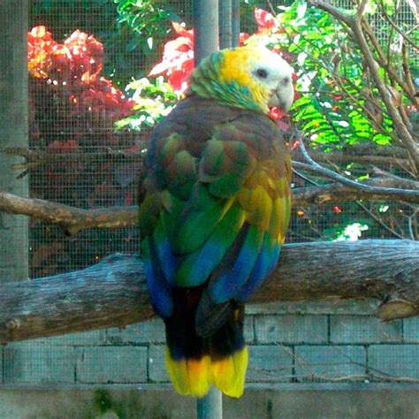 St Vincent Parrot Amazona Guildingii Exotic Birds