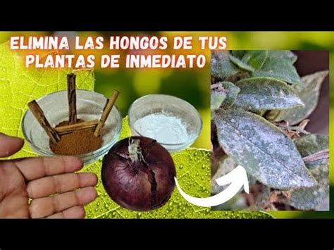 Elimina Los Hongos En Las Plantas Fungicida Casero Para Eliminar Los