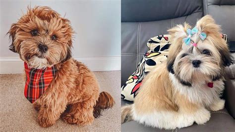 LhasaPoo Dogs | Lhasa Apso and Miniature Poodle Mix