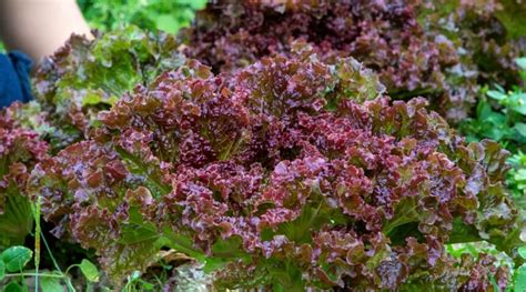 35 Different Varieties Of Lettuce To Grow This Season