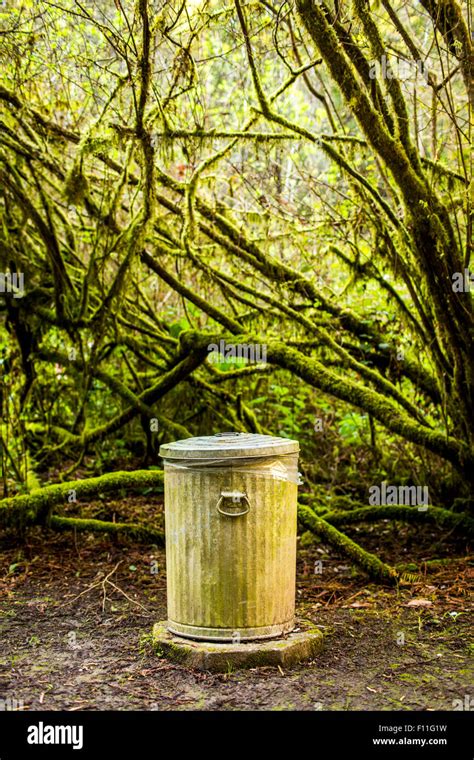 Garbage Can In Mossy Forest Stock Photo Alamy