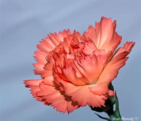 Clavel: Photo by Photographer Jorge L. Hernández Vargas | Carnations ...