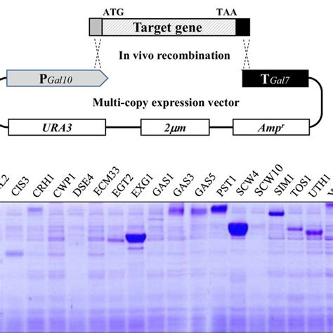 Schematic Representation Of Plasmid Construction By In Vivo