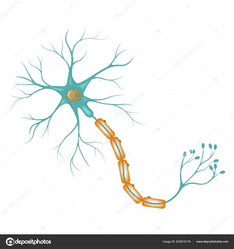 Diagram Neuron Cerebral Cortex Structure Nerve Cell Vector Illustration Stock Vector by ...