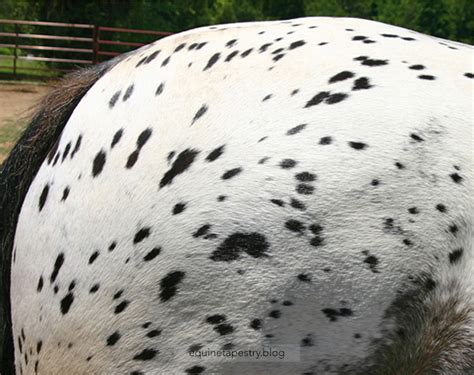 How Appaloosa Patterns Work Part 1 Equinetapestryblog