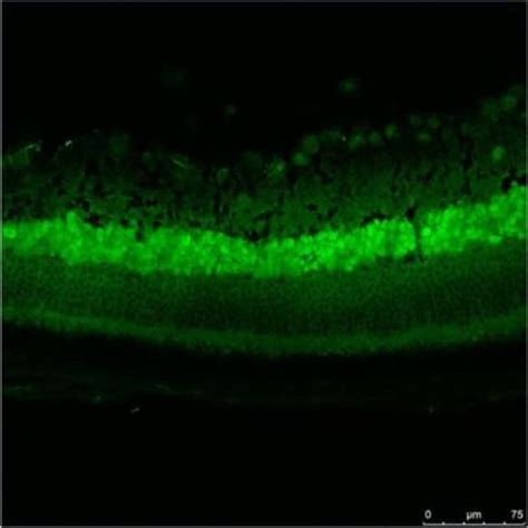 GFP Rabbit anti-Mouse, Nonspecies specific, C. elegans, Plant ...