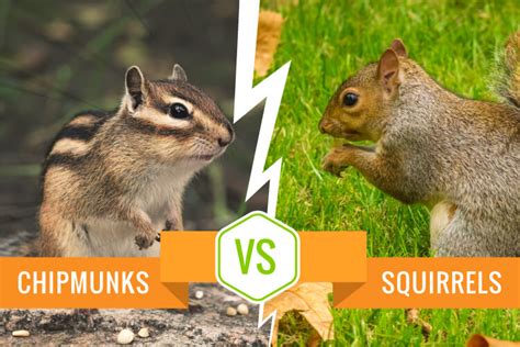 Difference between chipmunk and squirrel - thelader