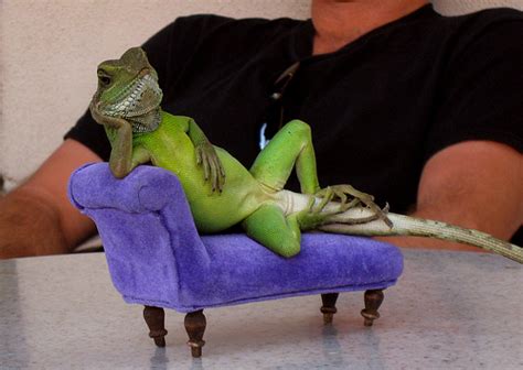 Funny Reptiles photos |Funny Animal