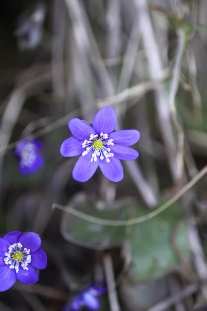 Premium Photo Common Hepatica Or Anemone Hepatica First Spring