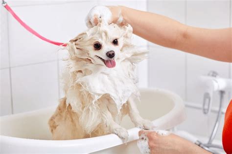 Dogs Getting Bath Royalty-Free Images, Stock Photos & Pictures ...