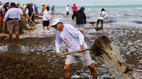 Avanza Limpieza De Playas Y Retiro Del Sargazo En Isla Mujeres