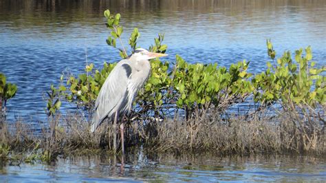 Merritt Island National Wildlife Refuge/IMG_2253