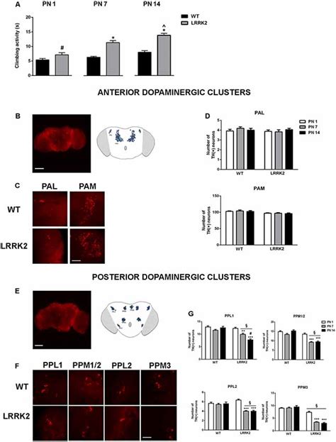 Frontiers Neuroprotection By The Immunomodulatory Drug Pomalidomide