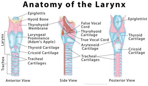 Larynx Diagram