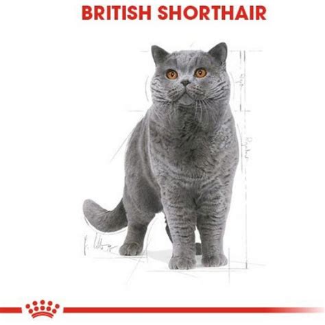 Royal Canin Adet Fbn British Shorthair Gr Fiyat