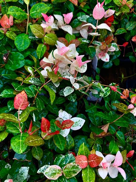 Snow N Verano Asiatic Jasmine Creeping Vine Trachelospermum Etsy