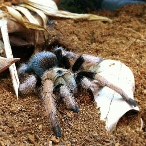 Aphonopelma Chalcodes Arizona Blonde Tarantula