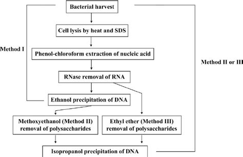 plasmid dna extraction protocol