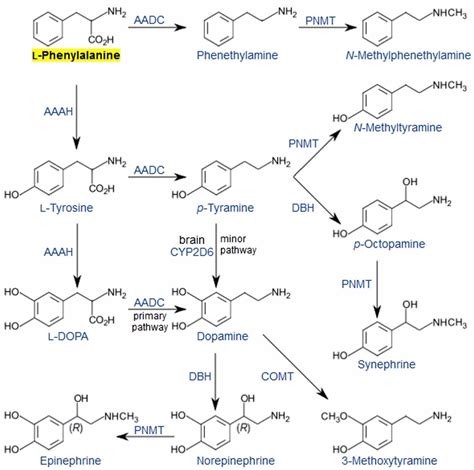 Phenylalanine Dl Phenylalanine Functions Food Sources Benefits