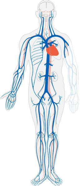 Circulatory System Human Body Anatomy Organ System Png Clipart Images