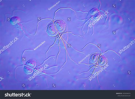 Giardia Intestinalis Known Giardia Lamblia G Stock Illustration 1929294416 Shutterstock