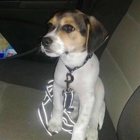 Treeing Walker Coonhound Beagle Mix — The Perfect Hunter