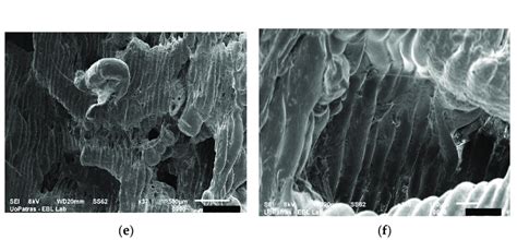 SEM images of cells developing in the scaffolds: (a) PU scaffold before ... 