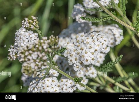 Yarrow Achillea Millefolium In Flower June Also Called Milfoil The Plant Was Used As A