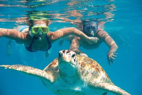 TripAdvisor | Hidden Gems of Oahu with North Shore Turtle Snorkeling ...