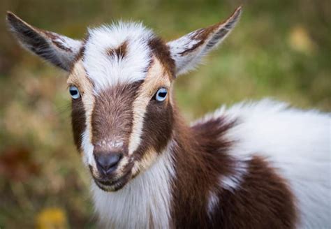 Pygmy Goats Everything You Need To Know About Them