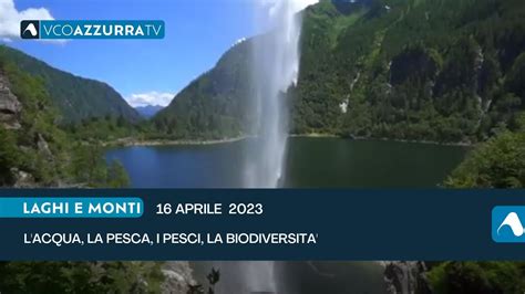 L acqua la pesca i pesci la biodiversità YouTube