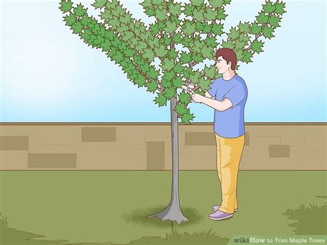 3 Ways To Trim Maple Trees Wikihow