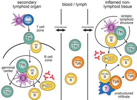 T Cell B Cell Cooperation In Secondary Lymphoid Organs And Inflamed