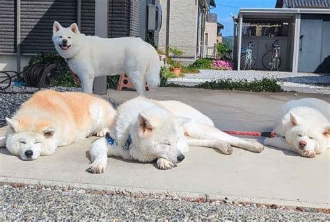 秋田犬が溶ける季節がやってきた！「春のお昼寝いいですねぇ」「みんな溶けててかわいい」 Cube ニュース