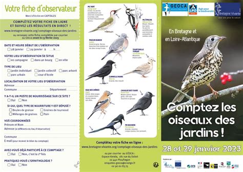 Comptage Oiseaux Des Jardins Bretagne Vivante