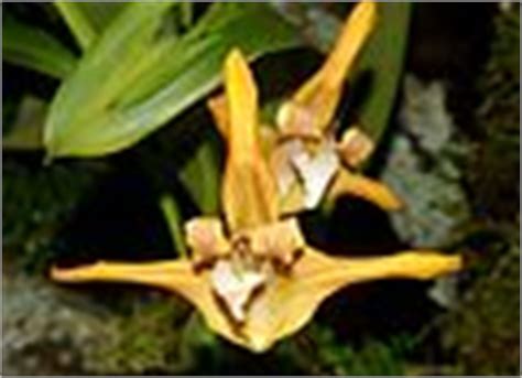 Maxillaria Striata Wikimedia Commons