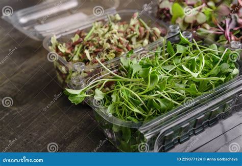 Microgreens in Plastic Containers. Stock Photo - Image of farm ...