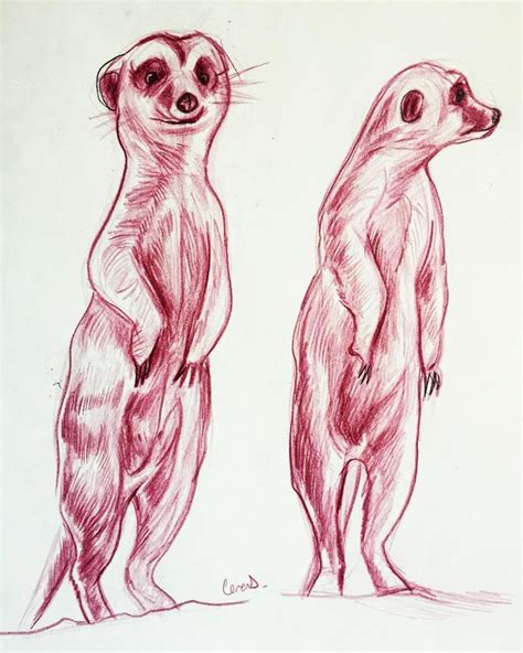 Pin by Love blogging on meerkat | Animal stencil, Meerkat, Drawings