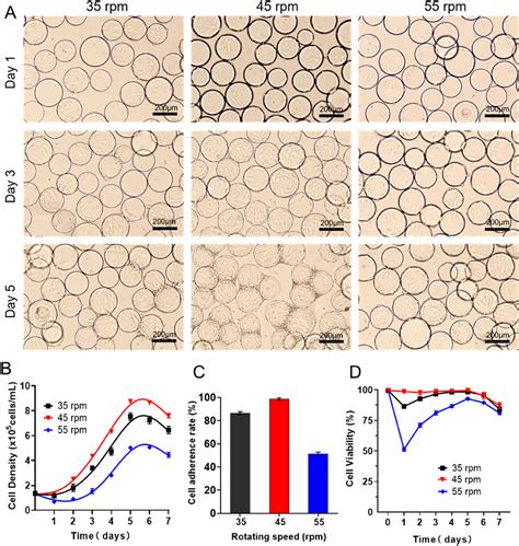 Figure 1 From Large Scale Expansion Of Human Umbilical Cord Derived